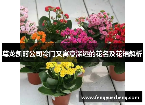 尊龙凯时公司冷门又寓意深远的花名及花语解析 尊龙凯时公司冷门又寓意深远的花名及花语解析