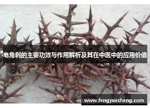 皂角刺的主要功效与作用解析及其在中医中的应用价值